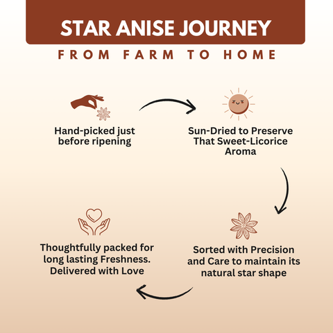 Organically Grown Star Anise (Chakra Phool) | Premium Export Quality and Natural Flavor